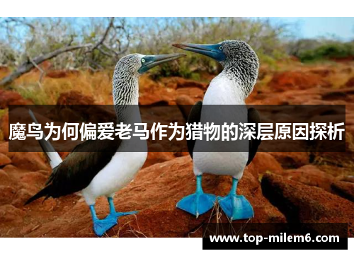 魔鸟为何偏爱老马作为猎物的深层原因探析